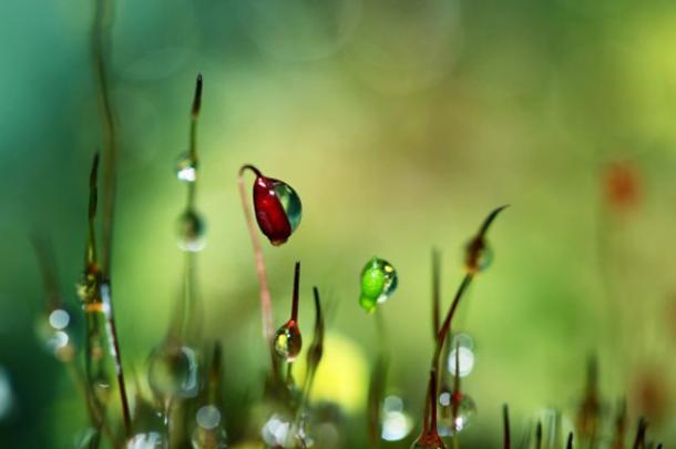 Магия утренней росы в макрофотографии Шэрон Джонстон Магия утренней росы в макрофотографии Шэрон Джонстон