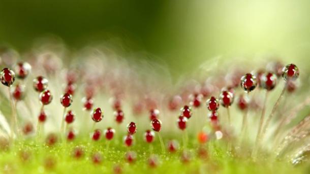 Магия утренней росы в макрофотографии Шэрон Джонстон Магия утренней росы в макрофотографии Шэрон Джонстон