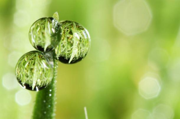 Магия утренней росы в макрофотографии Шэрон Джонстон Магия утренней росы в макрофотографии Шэрон Джонстон