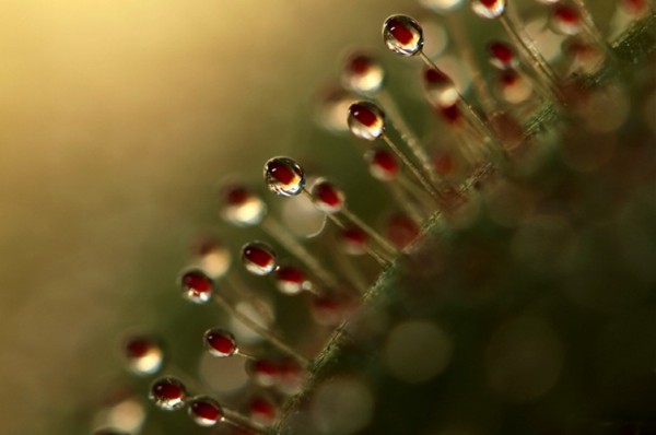 Магия утренней росы в макрофотографии Шэрон Джонстон Магия утренней росы в макрофотографии Шэрон Джонстон