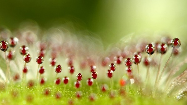 Магия утренней росы в макрофотографии Шэрон Джонстон Магия утренней росы в макрофотографии Шэрон Джонстон
