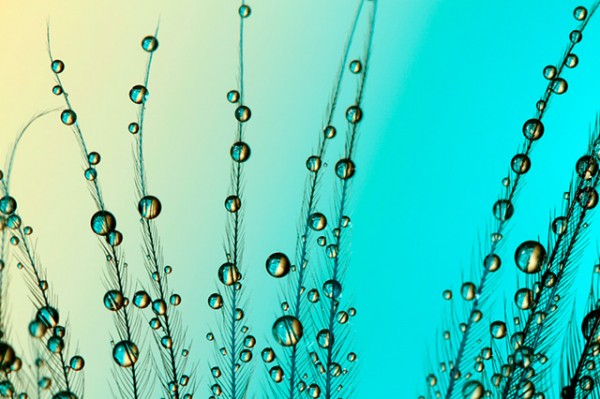 Магия утренней росы в макрофотографии Шэрон Джонстон Магия утренней росы в макрофотографии Шэрон Джонстон