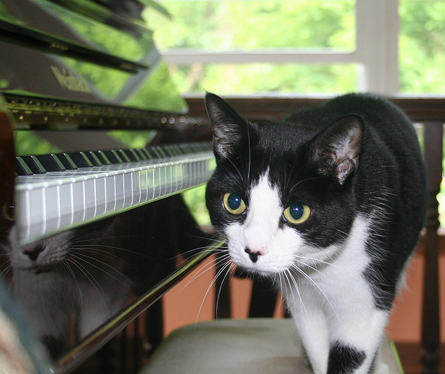 Коты-трудяги работающие на благо общества