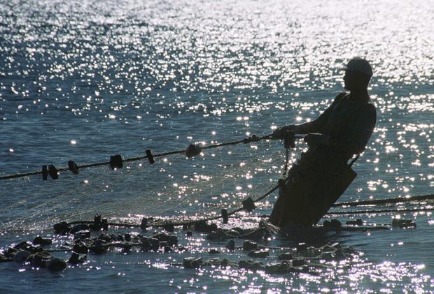 Коты-трудяги работающие на благо общества