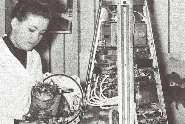 Коты-трудяги работающие на благо общества