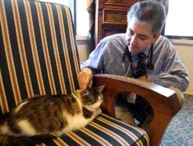 Коты-трудяги работающие на благо общества