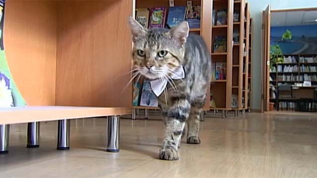 Коты-трудяги работающие на благо общества