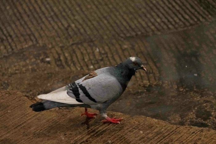 Карма не прощает! Смешные примеры, когда справедливость восторжествовала Справедливость, карма, смешные случаи, людьми, не прощает