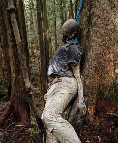 Аокигахара - японский лес самоубийц Аокигахара Дзюкай, японский лес самоубийц, Aokigahara