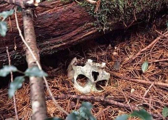 Аокигахара - японский лес самоубийц Аокигахара Дзюкай, японский лес самоубийц, Aokigahara