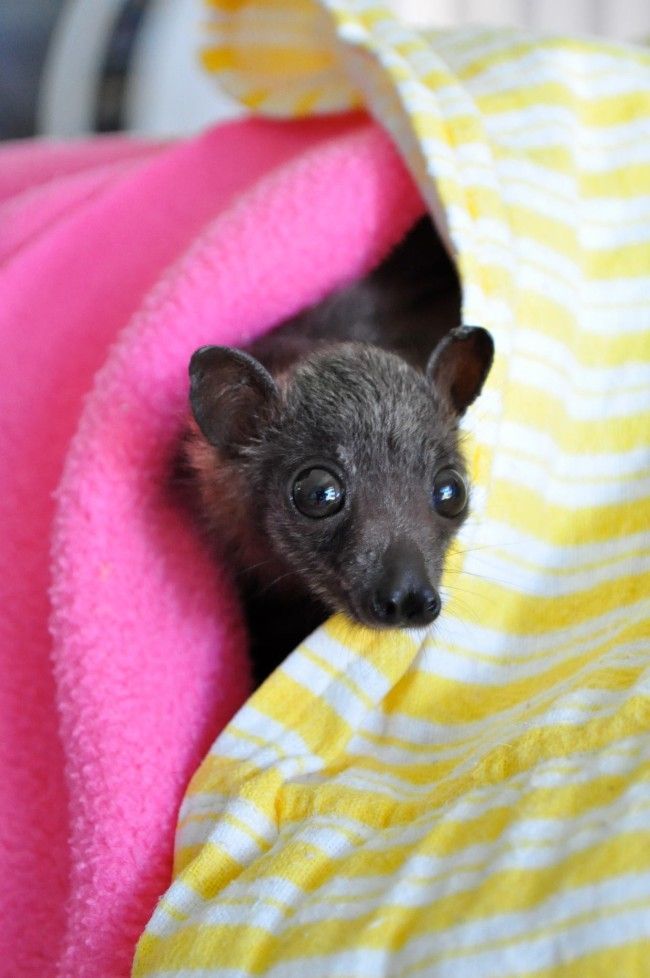 Никогда не догадаетесь для лечения кого, используется эта больница больница для лечения летучих мышей, больница для летучих мышей Толга, Tolga Bat Hospital)