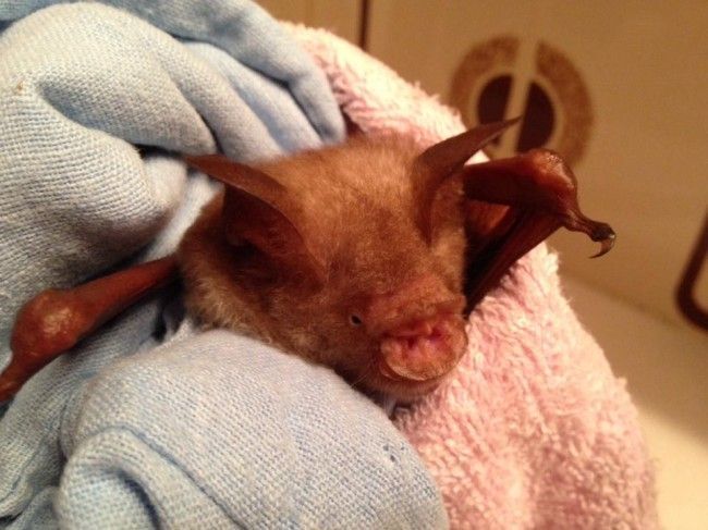 Никогда не догадаетесь для лечения кого, используется эта больница больница для лечения летучих мышей, больница для летучих мышей Толга, Tolga Bat Hospital)