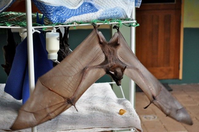 Никогда не догадаетесь для лечения кого, используется эта больница больница для лечения летучих мышей, больница для летучих мышей Толга, Tolga Bat Hospital)