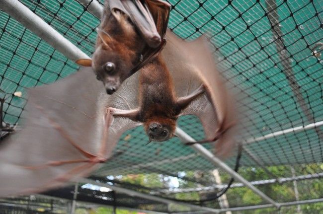 Никогда не догадаетесь для лечения кого, используется эта больница больница для лечения летучих мышей, больница для летучих мышей Толга, Tolga Bat Hospital)