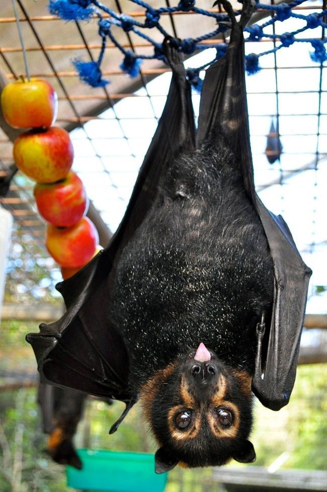 Никогда не догадаетесь для лечения кого, используется эта больница больница для лечения летучих мышей, больница для летучих мышей Толга, Tolga Bat Hospital)