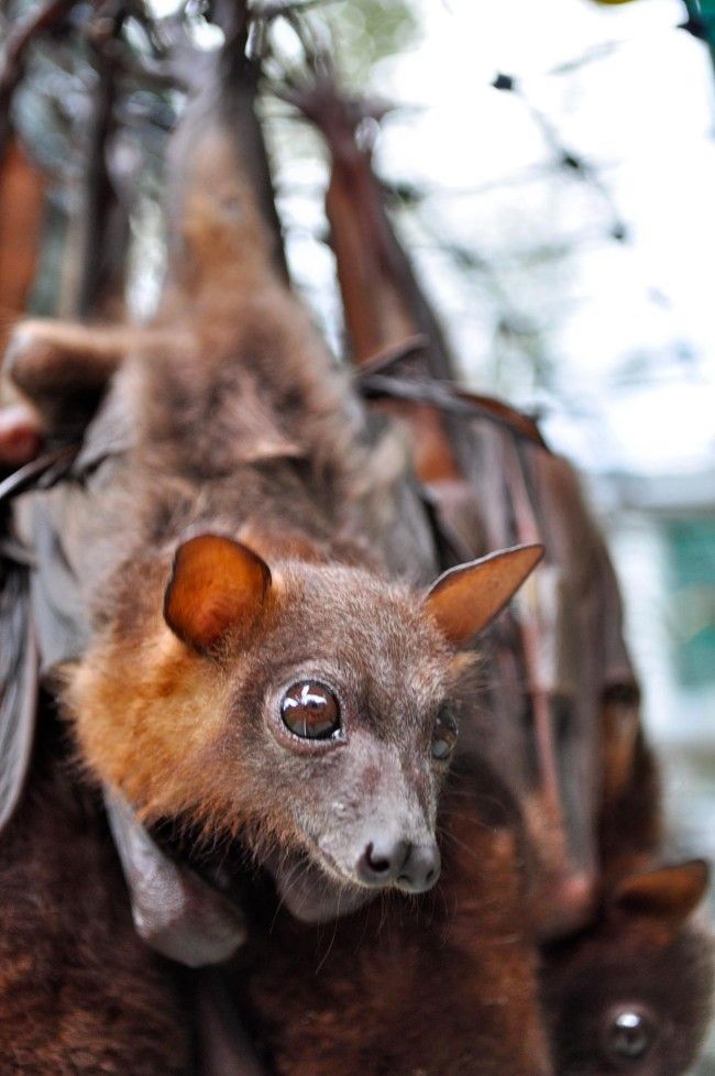 Никогда не догадаетесь для лечения кого, используется эта больница больница для лечения летучих мышей, больница для летучих мышей Толга, Tolga Bat Hospital)