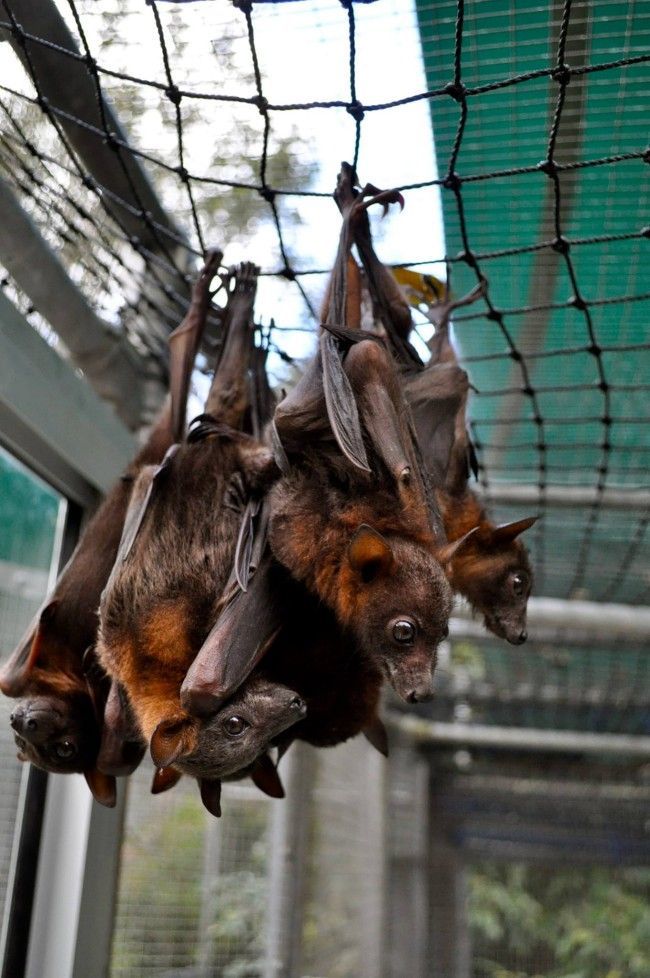 Никогда не догадаетесь для лечения кого, используется эта больница больница для лечения летучих мышей, больница для летучих мышей Толга, Tolga Bat Hospital)