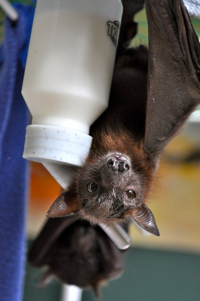 Никогда не догадаетесь для лечения кого, используется эта больница больница для лечения летучих мышей, больница для летучих мышей Толга, Tolga Bat Hospital)