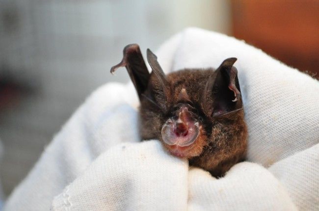 Никогда не догадаетесь для лечения кого, используется эта больница больница для лечения летучих мышей, больница для летучих мышей Толга, Tolga Bat Hospital)