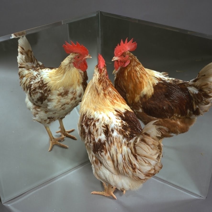 Химеры - очень редкие животные и насекомые, у которых одна половина тела отличается от другой животные химеры, химеризм, гинандроморфизм, животные разные половины тела