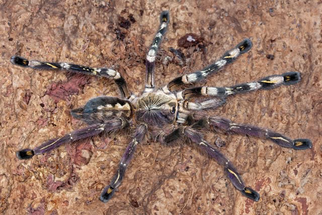 Химеры - очень редкие животные и насекомые, у которых одна половина тела отличается от другой животные химеры, химеризм, гинандроморфизм, животные разные половины тела