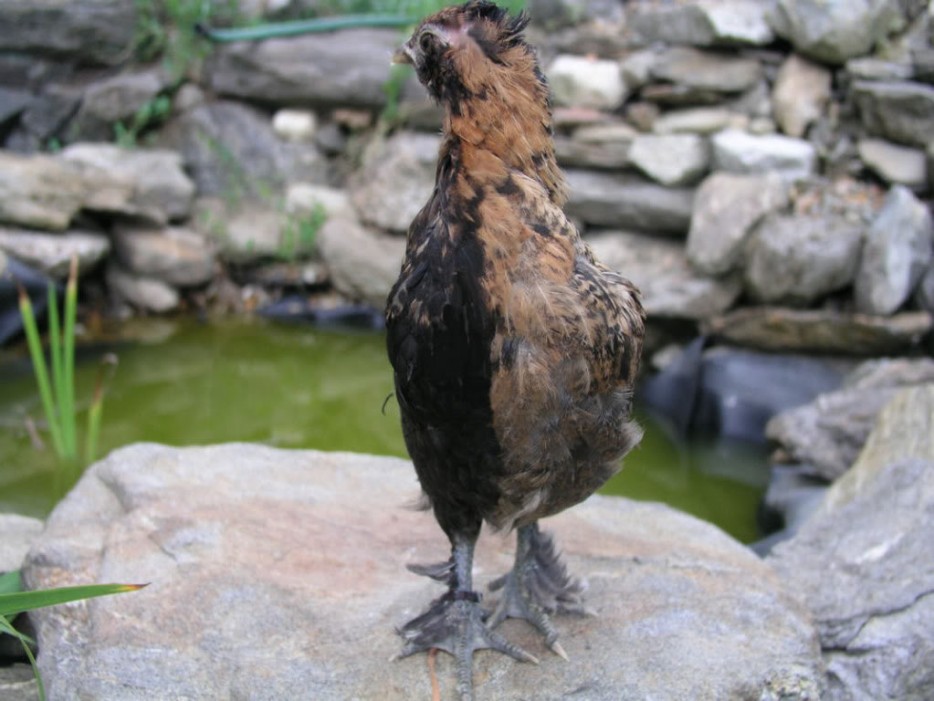 Химеры - очень редкие животные и насекомые, у которых одна половина тела отличается от другой животные химеры, химеризм, гинандроморфизм, животные разные половины тела