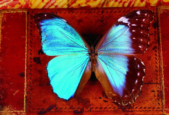 Химеры - очень редкие животные и насекомые, у которых одна половина тела отличается от другой животные химеры, химеризм, гинандроморфизм, животные разные половины тела