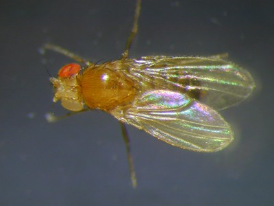 Химеры - очень редкие животные и насекомые, у которых одна половина тела отличается от другой животные химеры, химеризм, гинандроморфизм, животные разные половины тела