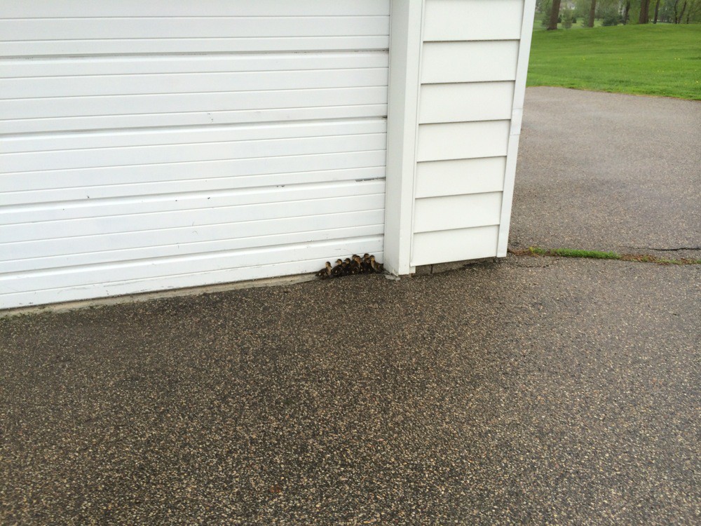 Спасение утят, оставшихся без мамы спасение утят, утята остались без мамы, мужчина спас утят