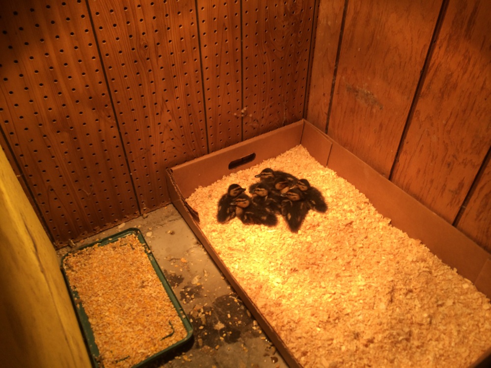 Спасение утят, оставшихся без мамы спасение утят, утята остались без мамы, мужчина спас утят