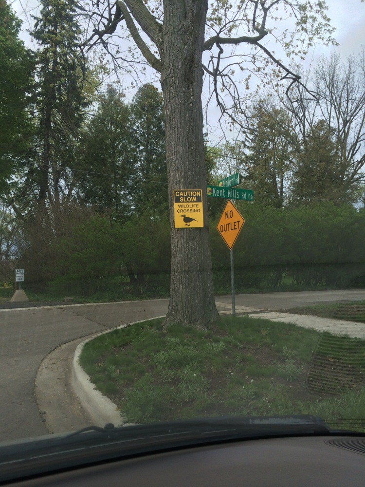 Спасение утят, оставшихся без мамы спасение утят, утята остались без мамы, мужчина спас утят