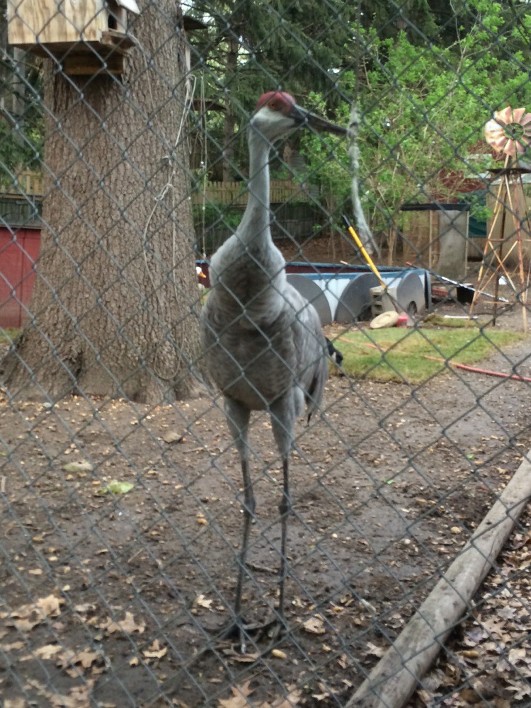 Спасение утят, оставшихся без мамы спасение утят, утята остались без мамы, мужчина спас утят