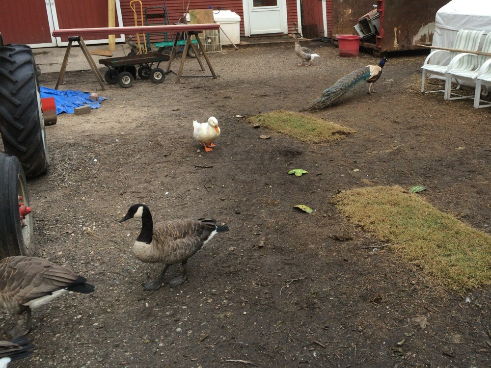 Спасение утят, оставшихся без мамы спасение утят, утята остались без мамы, мужчина спас утят