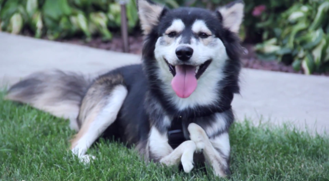 Счастливая жизнь собаки-инвалида с новыми протезами, распечатанными на 3D-принтере hgjntps для собаки 3d печать, протезы для собаки распечатанные на 3d принтере