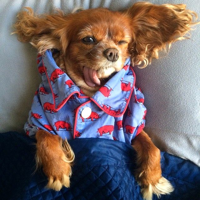 Тост - самый очаровательный спасённый спаниель с языком наружу toast dog, собака с языком наружу, тост спаниель с языком наружу