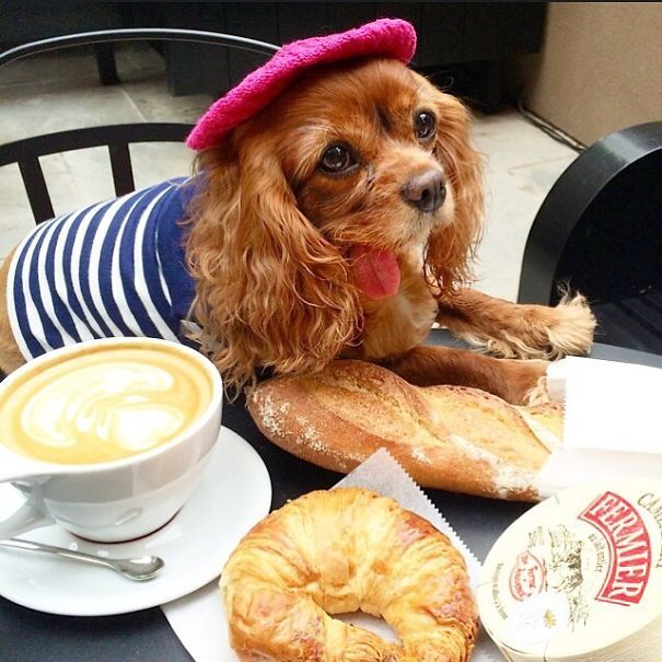 Тост - самый очаровательный спасённый спаниель с языком наружу toast dog, собака с языком наружу, тост спаниель с языком наружу