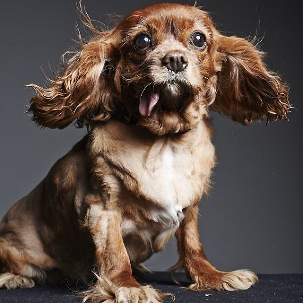 Тост - самый очаровательный спасённый спаниель с языком наружу toast dog, собака с языком наружу, тост спаниель с языком наружу