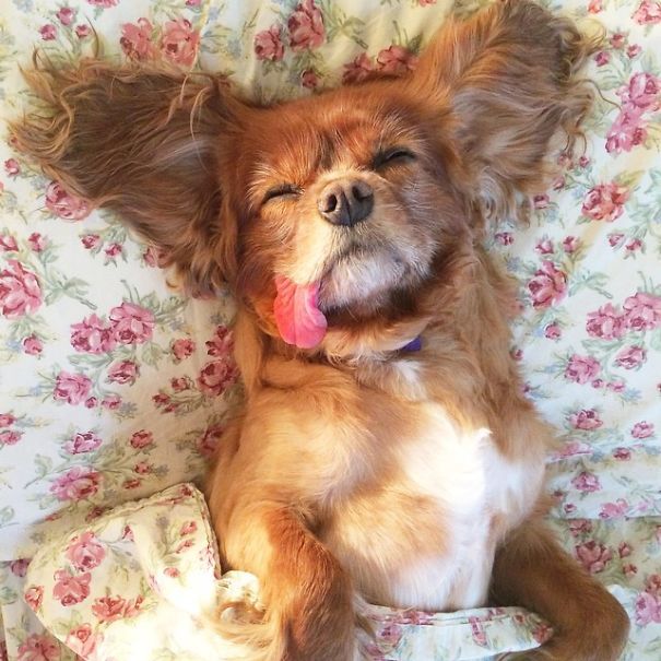 Тост - самый очаровательный спасённый спаниель с языком наружу toast dog, собака с языком наружу, тост спаниель с языком наружу