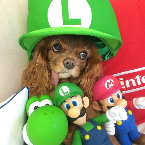 Тост - самый очаровательный спасённый спаниель с языком наружу toast dog, собака с языком наружу, тост спаниель с языком наружу