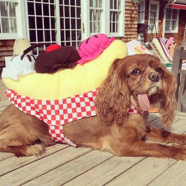 Тост - самый очаровательный спасённый спаниель с языком наружу toast dog, собака с языком наружу, тост спаниель с языком наружу