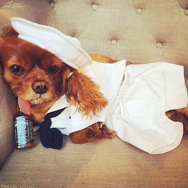 Тост - самый очаровательный спасённый спаниель с языком наружу toast dog, собака с языком наружу, тост спаниель с языком наружу