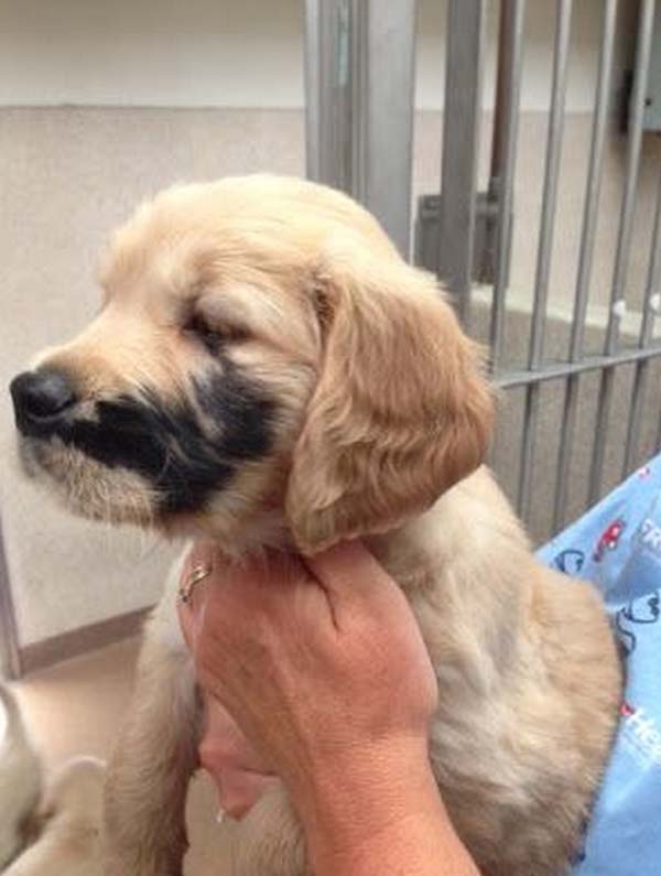 19 необычных собак с уникальным окрасом собаки необычный окрас, уникальный окрас у собак, необычные собаки