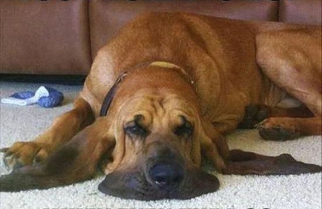 Вся беспощадность лета в смешных фотографиях беспозадное лето, страшная жара летом, летняя жара, жара фото картинки