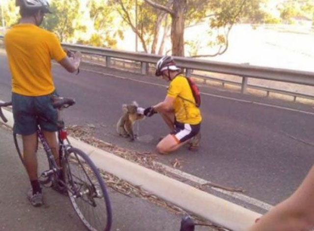 Вся беспощадность лета в смешных фотографиях беспозадное лето, страшная жара летом, летняя жара, жара фото картинки