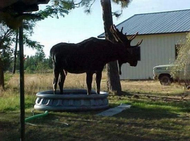 Вся беспощадность лета в смешных фотографиях беспозадное лето, страшная жара летом, летняя жара, жара фото картинки