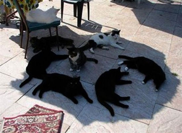 Вся беспощадность лета в смешных фотографиях беспозадное лето, страшная жара летом, летняя жара, жара фото картинки