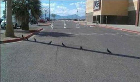 Вся беспощадность лета в смешных фотографиях беспозадное лето, страшная жара летом, летняя жара, жара фото картинки