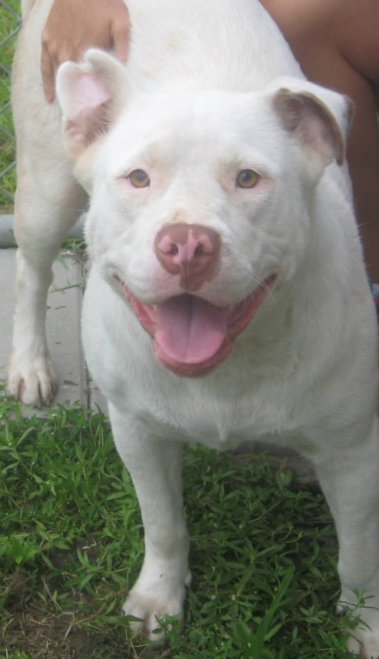 Трогательная дружба двух бродячих собак дружба бродячих собак, Джоанна и Чачи, собаки питбуль и чихуахуа, несла в зубах зараженный глаз