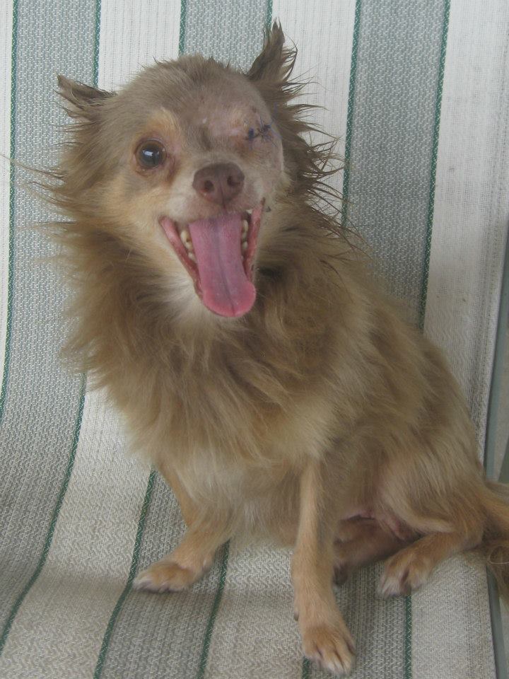 Трогательная дружба двух бродячих собак дружба бродячих собак, Джоанна и Чачи, собаки питбуль и чихуахуа, несла в зубах зараженный глаз