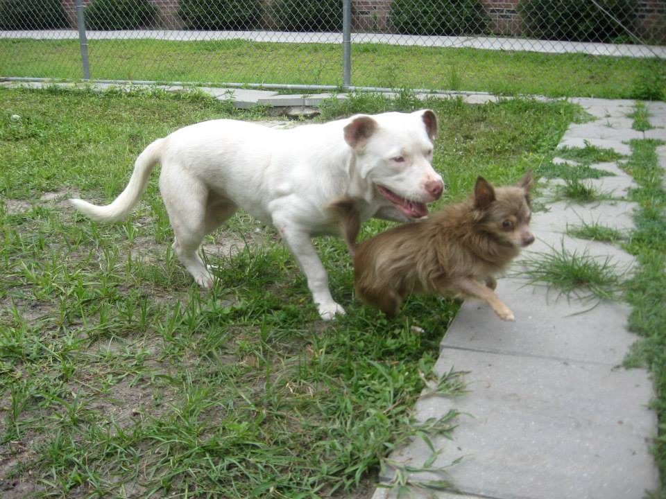 Трогательная дружба двух бродячих собак дружба бродячих собак, Джоанна и Чачи, собаки питбуль и чихуахуа, несла в зубах зараженный глаз